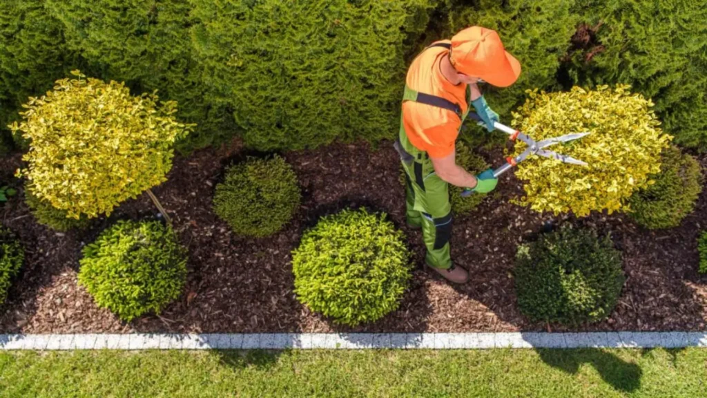 Tree & Shrub Care_result